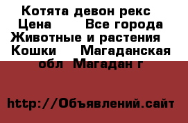 Котята девон рекс › Цена ­ 1 - Все города Животные и растения » Кошки   . Магаданская обл.,Магадан г.